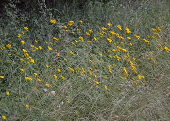 Weidenblättriger Alant (Inula salicina) - © Bernard Wieser