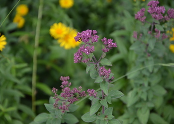 Echter Dost (Origanum vulgare) - © Bernard Wieser