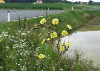 Kompass-Lattich (Lactuca serriola) - © Bernard Wieser