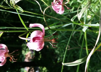 Türkenbund-Lilie (Lilium martagon) - © Bernard Wieser