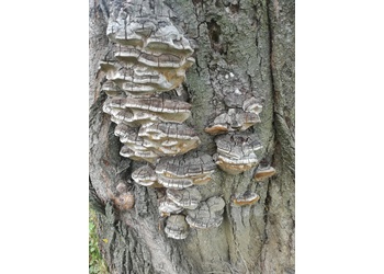 Pflaumen-Feuerschwamm (Phellinus pomatius) - © Bernard Wieser