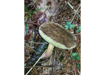 Starkblauender Rotfußröhrling (Xerocomellus cisalpinus) - © Bernard Wieser