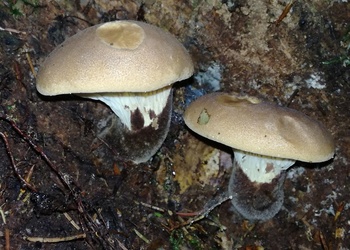 Samtfußkrempling (Tapinella atrotomentosa) - © Bernard Wieser
