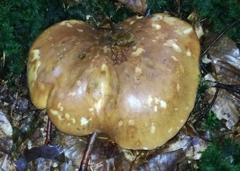 Samtfußkrempling (Tapinella atrotomentosa) - © Bernard Wieser