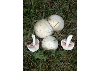 Wiesen-Champignon (Agaricus campestris) - © Bernard Wieser