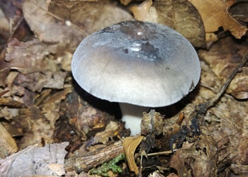 Blaugrüner Reiftäubling (Russula parazurea) - © Bernard Wieser