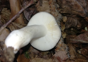 Blaugrüner Reiftäubling (Russula parazurea) - © Bernard Wieser