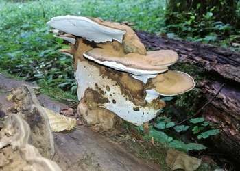 Abgeflachter Lackporling (Ganoderma applanatum) - © Bernard Wieser