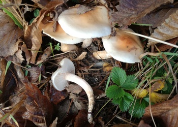 Orangefalbener Schneckling (Hygrophorus unicolor) - © Bernard Wieser