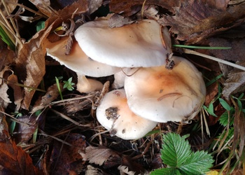 Orangefalbener Schneckling (Hygrophorus unicolor) - © Bernard Wieser