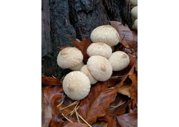 Flaschenstäubling (Lycoperdon perlatum) - © Bernard Wieser