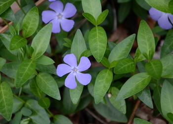 Kleines Immergrün (Vinca minor) - © Bernard Wieser