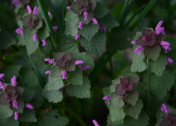 Kleine Taubnessel, Purpur-Taubnessel (Lamium purpureum) - © Bernard Wieser