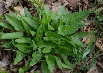 Echte Betonie, Heilziest (Betonica officinalis) - © Bernard Wieser