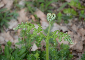 Adlerfarn (Pteridium aquilinum) - © Bernard Wieser