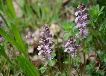 Kriechender Günsel (Ajuga reptans) - © Bernard Wieser