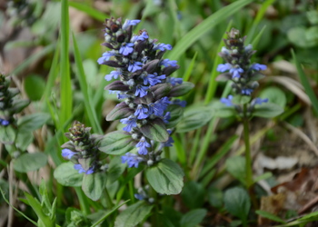 Kriechender Günsel (Ajuga reptans) - © Bernard Wieser