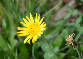 Großer Wiesen-Bocksbart (Tragopogon orientalis) - © Bernard Wieser