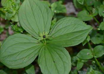 Einbeere (Paris quadrifolia) - © Bernard Wieser