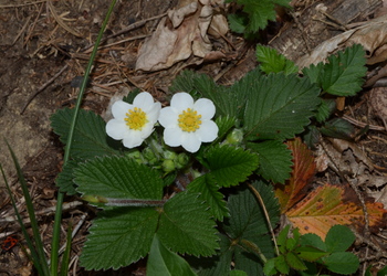 Zimt-Erdbeere (Fragaria moschata) - © Bernard Wieser