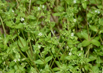 Vogel-Sternmiere (Stellaria media) - © Bernard Wieser