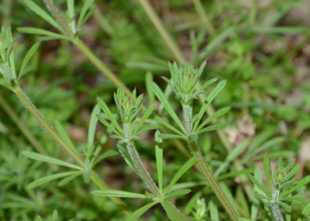 Großes Klettlabkraut (Galium aparine) - © Bernard Wieser