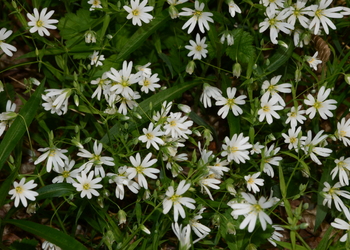 Groß-Sternmiere (Stellaria holostea) - © Bernard Wieser