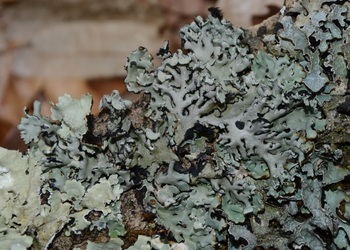 Blasenflechte (Hypogymnia physodes) - © Bernard Wieser