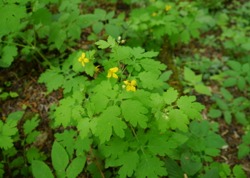 Schöllkraut (Chelidonium majus) - © Patrick Schwager