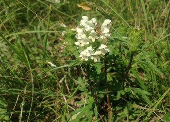Weiße Brunelle, Schlitzblatt-Brunelle (Prunella laciniata) - © Bernard Wieser
