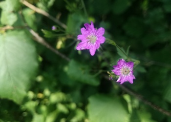 Pyrenäen-Storchenschnabel (Geranium pyrenaicum) - © Bernard Wieser
