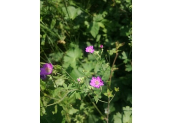 Pyrenäen-Storchenschnabel (Geranium pyrenaicum) - © Bernard Wieser