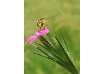 Rauhe Nelke (Dianthus armeria) - © Bernard Wieser