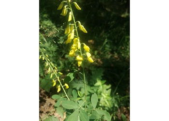 Schwärzlicher Geißklee (Cytisus nigricans) - © Bernard Wieser