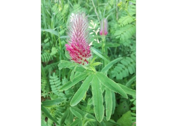 Purpurklee, Fuchsschwanzklee (Trifolium rubens) - © Bernard Wieser