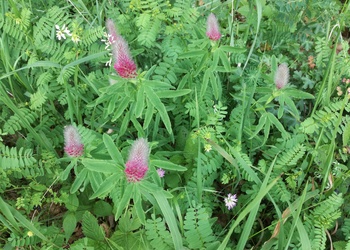 Purpurklee, Fuchsschwanzklee (Trifolium rubens) - © Bernard Wieser