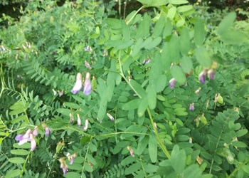 Kaschuben-Wicke (Vicia cassubrica) - © Bernard Wieser