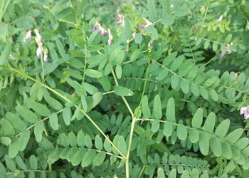 Kaschuben-Wicke (Vicia cassubrica) - © Bernard Wieser