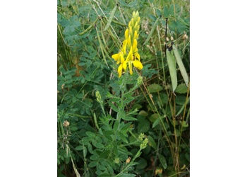 Färber-Ginster (Genista tinctoria) - © Bernard Wieser