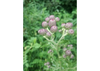 Acker-Kratzdistel (Cirsium arvense) - © Bernard Wieser