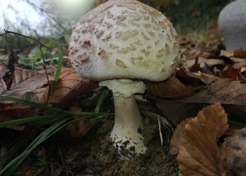 Acker-Schirmpilz (Macrolepiota excoriata) - © Bernard Wieser