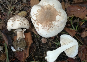 Acker-Schirmpilz (Macrolepiota excoriata) - © Bernard Wieser
