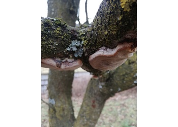 Pflaumen-Feuerschwamm (Phellinus pomatius) - © Bernard Wieser