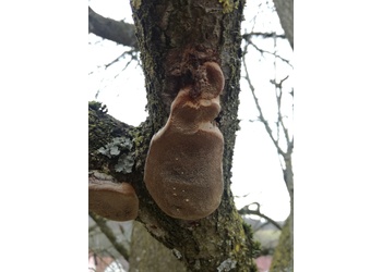 Pflaumen-Feuerschwamm (Phellinus pomatius) - © Bernard Wieser