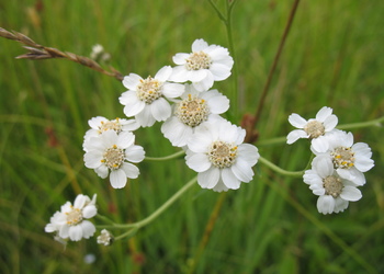 Bertram-Schafgarbe (Achillea ptarmica) - © Patrick Schwager