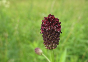 Großer Wiesenknopf (Sanguisorba officinalis) - © Patrick Schwager