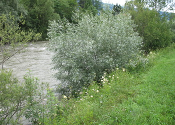 Silberweide (Salix alba) - © Patrick Schwager