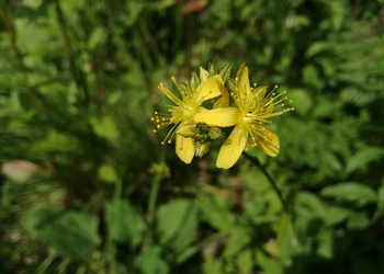 Behaartes Johanniskraut (Hypericum hirsutum) - © Bernard Wieser