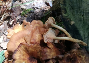 Ringloser Hallimasch (Armillaria tabescens) - © Bernard Wieser