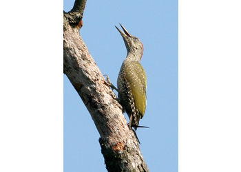 Grünspecht (Picus viridis) - © Alois Absenger
